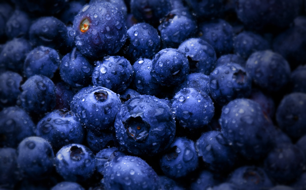 Blueberry Background Material