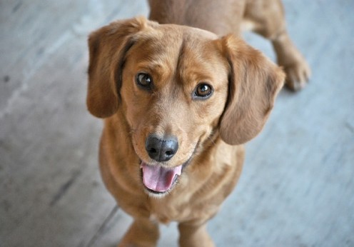 dog-2981865_640